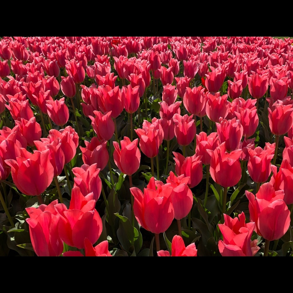 Meet your Posher, Meri!